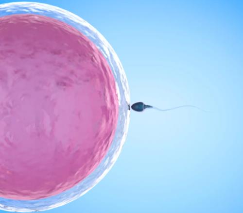 卵子少可以怀孕吗?卵巢分泌卵子太少排卵周期太晚?