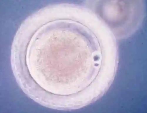 试管胚胎着床后分泌物会有变化吗?胚胎没着床会有什么反应?