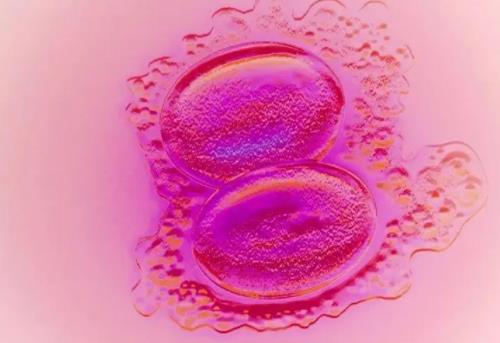 囊胚移植当天算一天吗?囊胚移植几天可以测出?