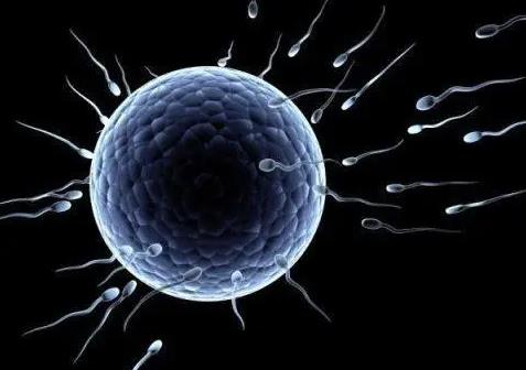 精子在哪里遇到卵子?精子需要多久才能遇到卵子?