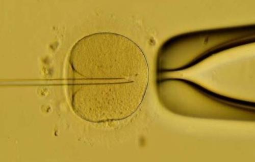 试管移植囊胚能自己流出来吗?试管移植后胚胎会不会流出来?
