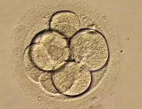 襄胚还会出现非整倍体胚胎吗？性染色体非整倍体能要吗？